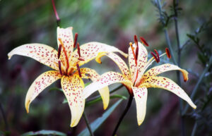 beautiful-garden-lily-flowers-2022-11-11-10-35-56-utc – Copy – Copy