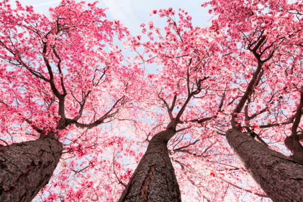 tree-blossom-2021-08-26-15-36-37-utc – Copy (2)
