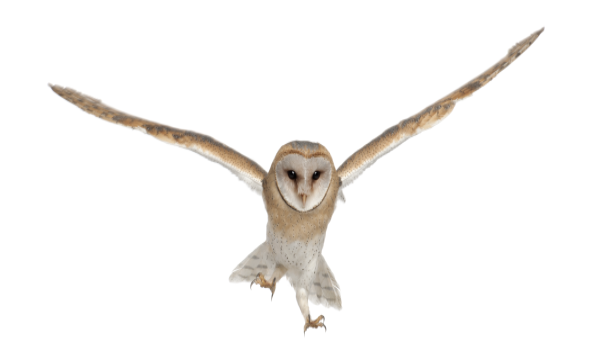 barn owl flying - typsy search