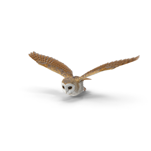 Barn Owl Flying.H0 extra