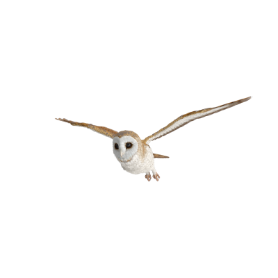 Barn-Owl-Flying.J16.2k-a-1.png