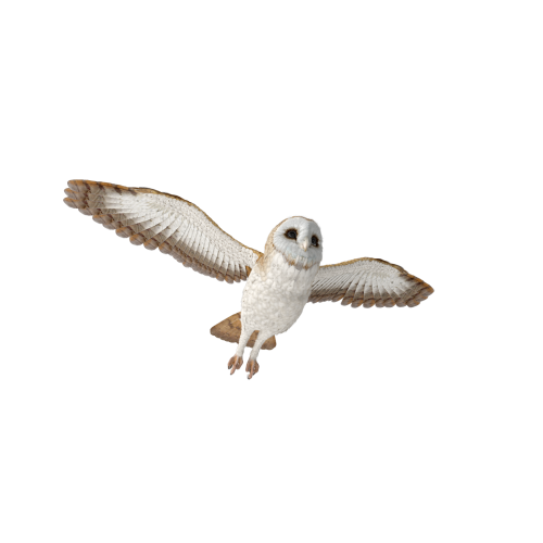 Barn Owl Flying.M16.2k – extra2
