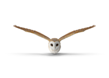 an owl is flying towards me