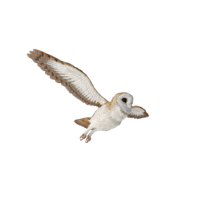 a barn owl flying