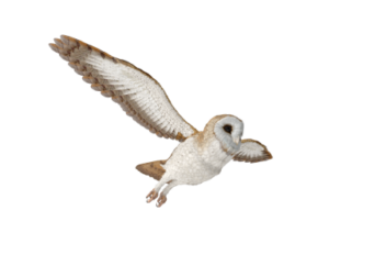 a barn owl flying