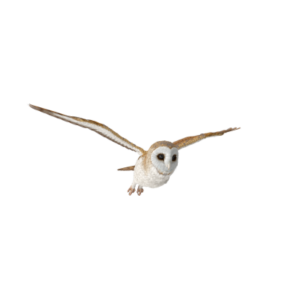 Barn Owl Flying togoF