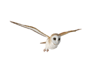 a barn owl flying