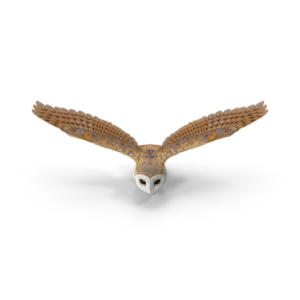 a barn owl is flying