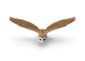 a barn owl is flying