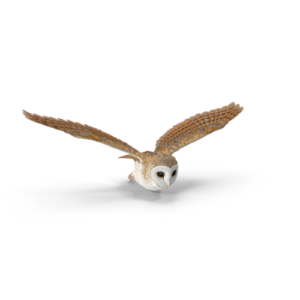 Barn Owl Flying.togoC