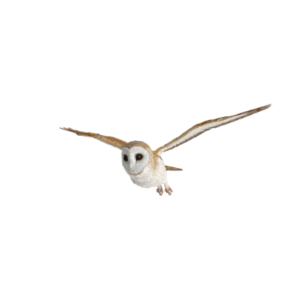 Barn Owl Flying.togoE