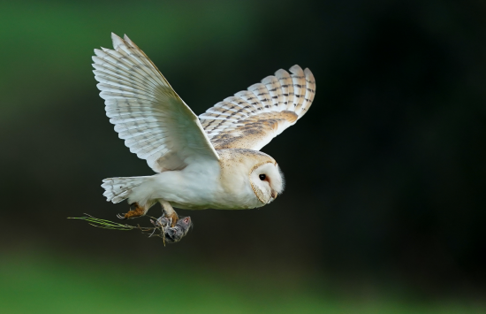 a barn owl flying with his catch