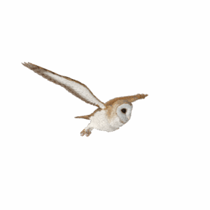 A plump baby barn owl flying to the right.